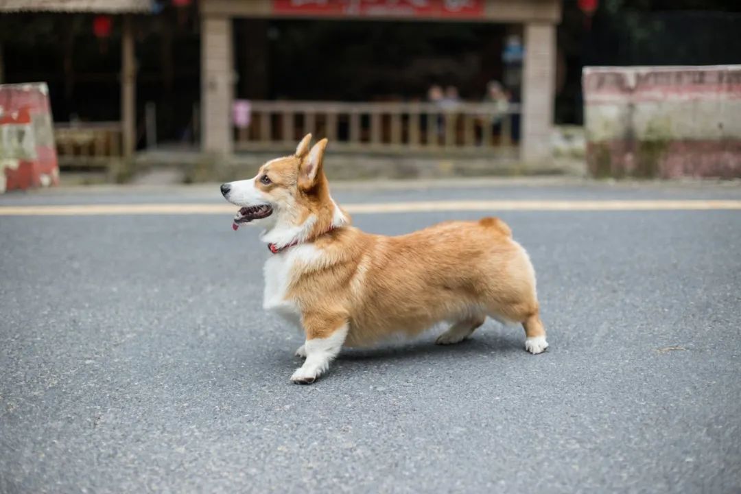 再见，我的老伴侣