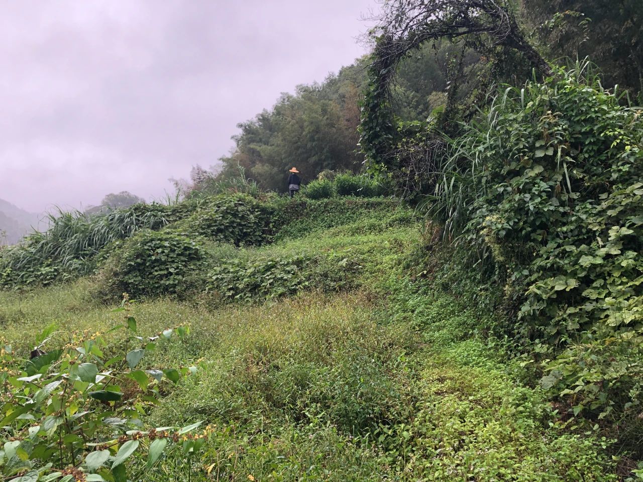 广量规划 | 我司地皮整治项目二次荣登央视，荒地变良田，智绘好丰景